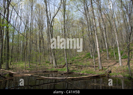 Frühling-Teich und Höhepunkt Wald Zuckerahorn Acer Saccharum & amerikanische Buche Fagus Grandifolia E USA Stockfoto