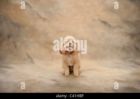 Cockapoo Haustier auf Hintergrund mit Sweet Expression Stockfoto