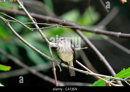 Karoo prinia oder Gefleckt prinia, prinia Maculosa im Botanischen Garten Kirstenbosch, Kapstadt, Südafrika. Stockfoto