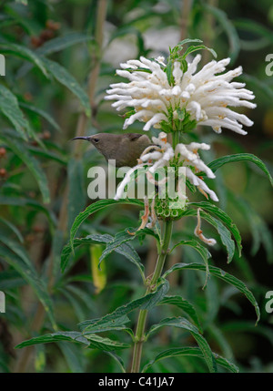 Weibliche südlichen Doppel-collared Sunbird oder weniger Doppel-collared Sunbird, (Cinnyris chalybeus) sitzt auf einem Werk in Kirstenbosch Gärten. Stockfoto