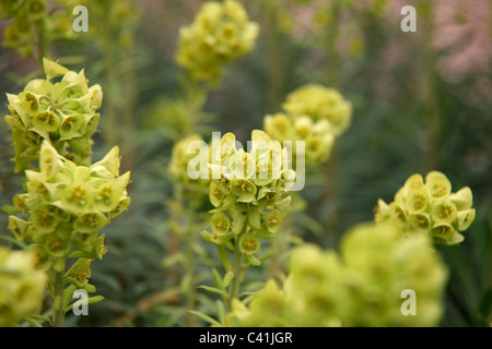 Euphorbia Characias Subsp Wulfenii Lambrook Gold Stockfoto