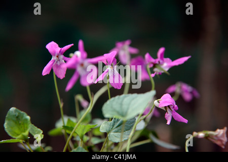 Viola Rupestris Rosea - Teesdale violett Stockfoto
