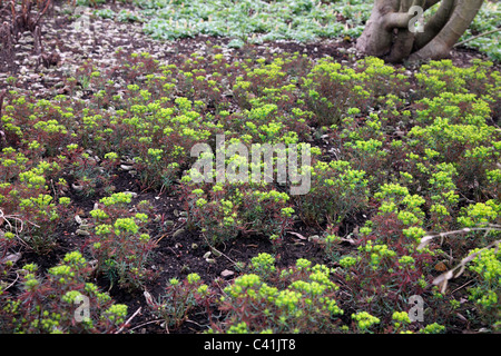 Euphorbia Cyparissias 'Fens Ruby' ist eine sehr kräftige laufenden Anlage Stockfoto