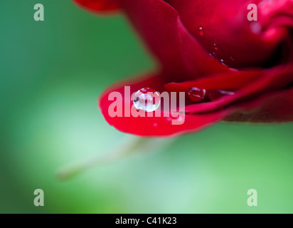Regentropfen auf roten Rosenblüten vor einem grünen Hintergrund