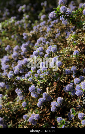 Ceanothus 'Blauer Hügel' AGM auf der National Botanic Garden of Wales - Gardd Fotaneg Genedlaethol Cymru Stockfoto