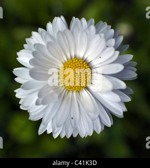 Bellis Perennis gemeinsame Daisy Daisy Rasen oder gelegentlich Englisch Daisy in extreme Nahaufnahme Stockfoto