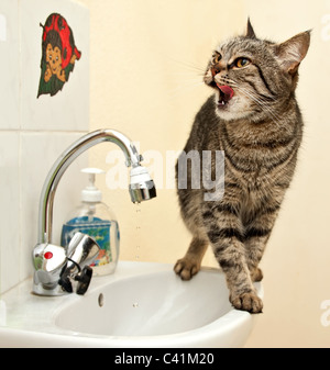 Europäische Katze trinkt Wasser aus dem Wasserhahn. Stockfoto