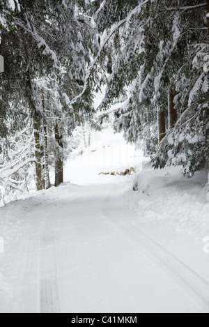 Verschneiten Pfad durch Wald Stockfoto