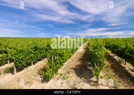 Weingut mit Wolken in Rioja Stockfoto