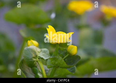 Marsh Marigold, Caltha Palustris, eine native Wasserpflanze auch bekannt als ein König cup wächst im flachen Süßwasser in Middlesex Stockfoto