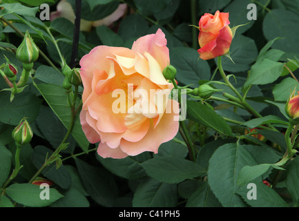 Rosa Fighting Temeraire, David Austin englische Leander Hybrid Rose, Chelsea Flower Show 2011 Stockfoto