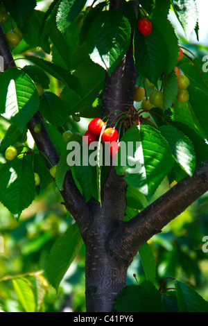 Reife Kirschen an einem Baum vor dem Hintergrund einer grünen Laub Stockfoto