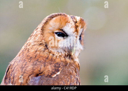 Waldkauz Stockfoto