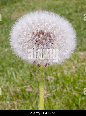 Löwenzahn Clock, Samen, Pusteblumen, Stockfoto