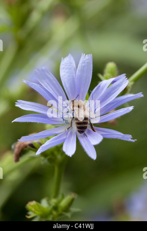 Eine Honigbiene auf einer haarlos blaue Sau Distel (Cicerbita Plumieri) Stockfoto