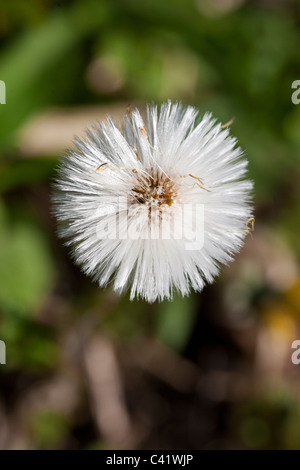 Huflattich Tussilago Farfara Nahaufnahme von Saatgut Kopf Stockfoto