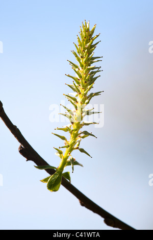 Ziege Weide Salix Caprea weiblichen Blüten Stockfoto