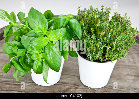 frischem Basilikum und frischer Thymian in weißen Töpfen auf einem Holztisch Stockfoto