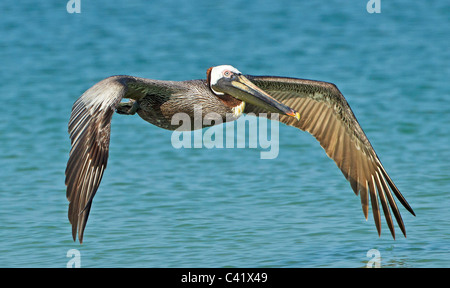 Große schwere Wasservogel Tiefflug über dem Meer am Fort De Soto, Florida. Stockfoto