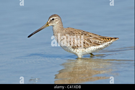 Kurz-Billed Dowitcher im flachen Wasser. Stockfoto