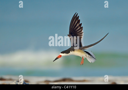 Skimmer Landung unter anderen ruhenden Skimmer am Strand. Stockfoto