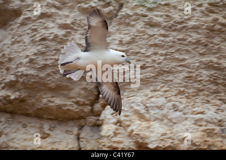 Nördlichen Fulmar Fulmarus Cyclopoida Erwachsenen im Flug entlang der Klippen Stockfoto