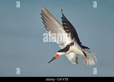 Schwarz-Skimmer landing, Fort De Soto Florida Stockfoto