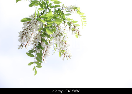 Die weißen Blüten des Baumes Robinie (Robinia Pseudoacacia), ein beliebtes Bienenhonig Pflanzen. Ort: Männliche Karpaty, Slowakei. Stockfoto