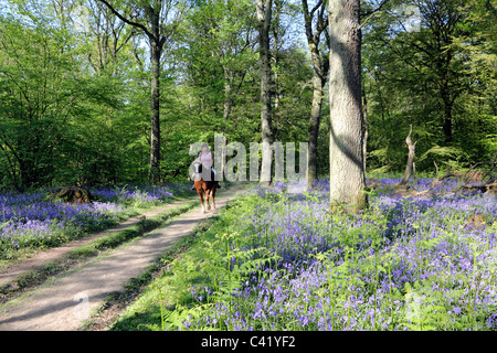 Pferd und Reiter im Bluebell Wald in der Nähe von Dorking auf den North Downs, Surrey England UK Stockfoto