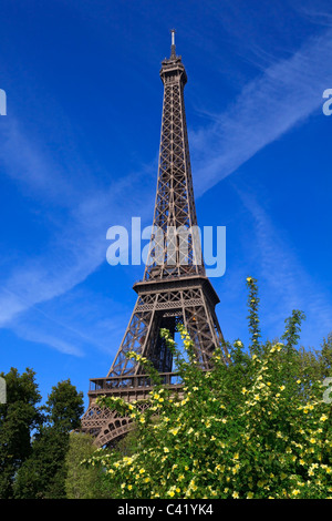 Gelbe Rosen blühen in dem Champ de Mars mit dem Eiffelturm im Hintergrund. Stockfoto