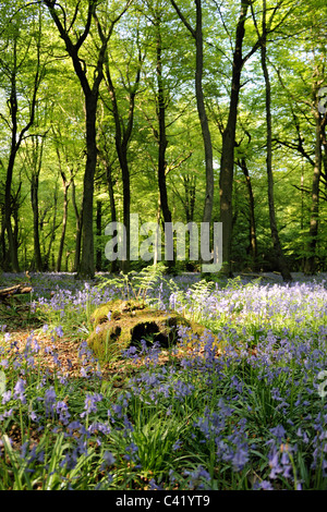 Bluebell Wald in der Nähe von Dorking auf den North Downs, Surrey England UK Stockfoto