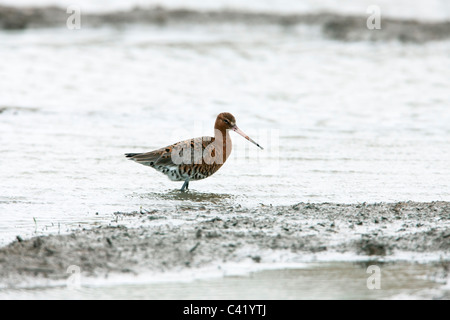 Schwarz-angebundene Uferschnepfe Limosa Limosa Erwachsenen Mauser in Zucht Gefieder Stockfoto