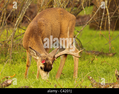 Ein schwarz - Tailed Hirsche Bock Fütterung in einem California-Feld mit einem fehlenden Geweih. Stockfoto