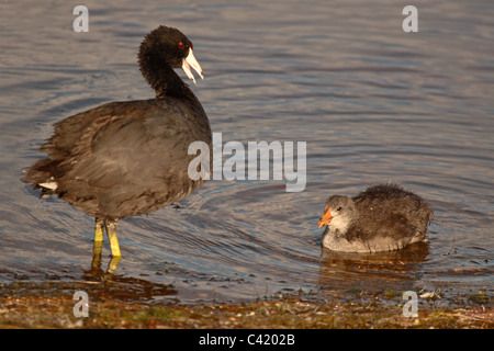 Amerikanisches Blässhuhn Mutter und Baby Seeufer entlang. Stockfoto