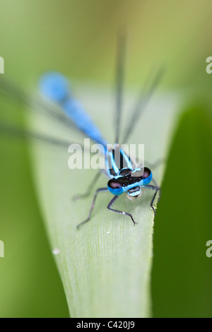 Azure Damselfly Coenagrion Puella erwachsenen männlichen Nahaufnahme des Kopfes Stockfoto