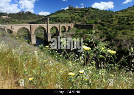 Wilde Blumen über die römische Brücke in Alcantara in Spanien Stockfoto
