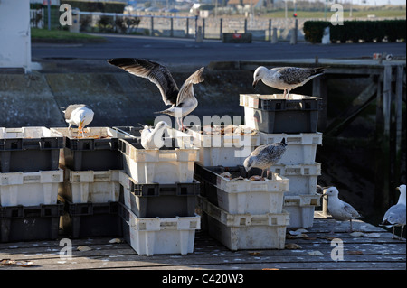 Möve im Fisch Müll, Courseulles-Sur-Mer, Calvados, Normandie, Frankreich, Europäische Silbermöwe, Adult und juvenil Stockfoto
