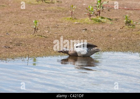 Garganey Anas Querquedula Männchen in der Zucht Gefieder Stockfoto