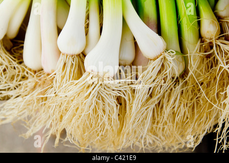 Reihe von Knoblauch frisches rohes Gemüse gesunde Ernährung Stockfoto