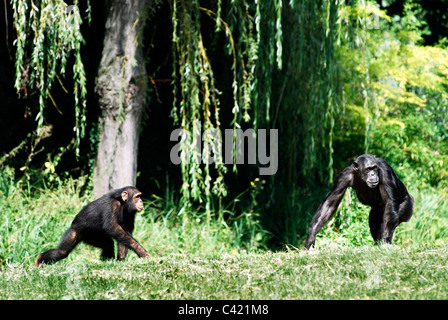 Zwei Schimpansen (Pan Troglodytes) zu Fuß auf dem Rasen Stockfoto