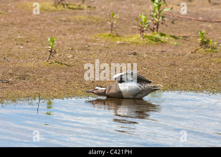 Garganey Anas Querquedula Männchen in der Zucht Gefieder Flügel dehnen Stockfoto