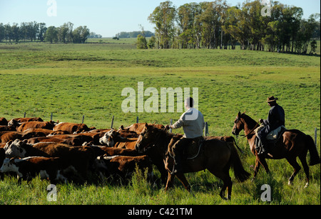 URUGUAY Landwirtschaft und Viehzucht, Gauchos mit Pferd und Kuh Vieh auf Weiden Stockfoto