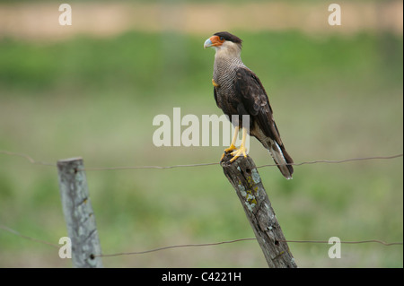 Crested Karakara (Caracara Plancus), das Pantanal, Mato Grosso, Brasilien Stockfoto