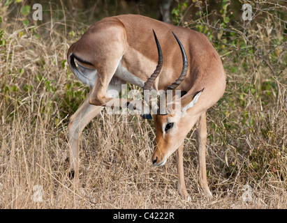 Impala-Antilopen im natürlichen Lebensraum Stockfoto