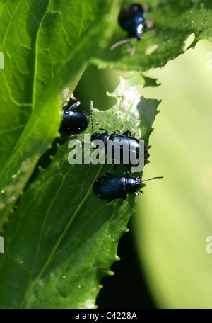 Erle Getreidehähnchen, Agelastica Alni, Crysomelidae, Coleoptera. Stockfoto