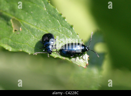 Erle Getreidehähnchen, Agelastica Alni, Crysomelidae, Coleoptera. Stockfoto