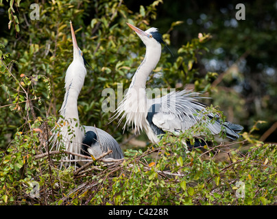 Verschachtelung paar Great Blue Heron Stockfoto