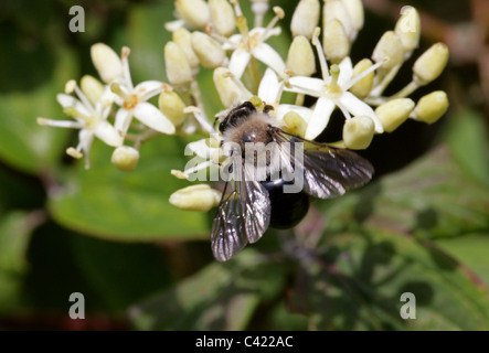 Ashy Bergbau-Biene, Andrena Aschenpflanze, Andreninae, Andrenidae, Apoidea, Taillenwespen, Hymenoptera. Männlich. Stockfoto