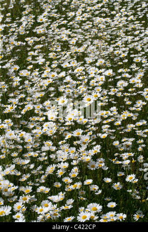 Ein Feld von Ochsen-Auge Gänseblümchen, Leucanthemum Vulgare. Schach-Tal, Hertfordshire Stockfoto