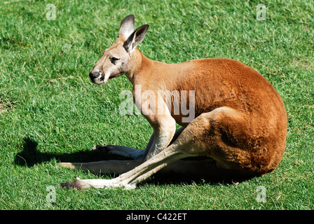 Closeup roter Känguruh (Macropus Rufus) liegen auf dem Rasen von Profil gesehen Stockfoto